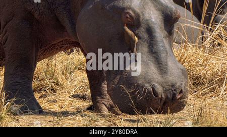 Oiseaux les pics boeufs aident l'hippopotame en éliminant les parasites comme les tiques, dans le parc national Kruger, Afrique du Sud Banque D'Images