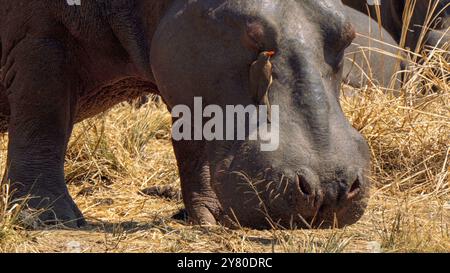 Oiseaux les pics boeufs aident l'hippopotame en éliminant les parasites comme les tiques, dans le parc national Kruger, Afrique du Sud Banque D'Images