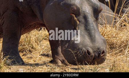 Oiseaux les pics boeufs aident l'hippopotame en éliminant les parasites comme les tiques, dans le parc national Kruger, Afrique du Sud Banque D'Images