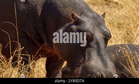 Oiseaux les pics boeufs aident l'hippopotame en éliminant les parasites comme les tiques, dans le parc national Kruger, Afrique du Sud Banque D'Images