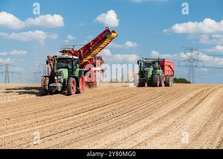 Récolte de pommes de terre : creuser des pommes de terre au milieu du champ. Tracteur Fendt et ouvriers agricoles triant les pommes de terre sur une récolteuse de pommes de terre remorquée Grimme Banque D'Images