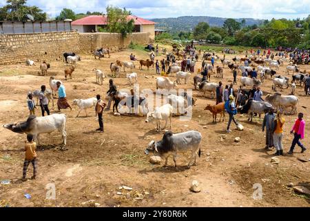 Ethiopie : scène de la vie quotidienne à Harar (Harar-Gey ou simplement Gey), une ville fortifiée de l'est de l'Ethiopie. Harar Jugol, la vieille ville fortifiée, a été répertoriée Banque D'Images