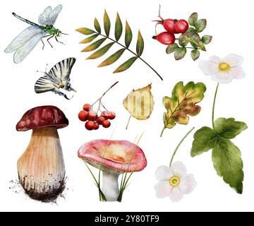 Ensemble automne de champignons, feuilles de chêne et de bouleau, fleurs, baies rouges, papillons et libellules. illustration aquarelle, cendres de montagne et rose musquée. Porcini et russula. Anémone blanche Banque D'Images