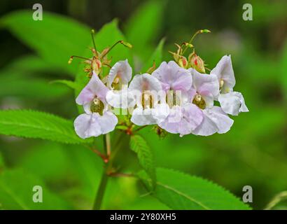 Cinq fleurs roses de Balsam himalayan (Impatiens glandulifera), Angleterre, Royaume-Uni Banque D'Images