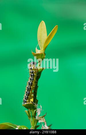 chenille à feuilles vertes d'un buisson à feuilles vertes (Buxus sempervirens), Wiltshire, Royaume-Uni, juin. Banque D'Images