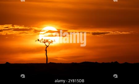 Vue grand angle de vautours se perchant sur un arbre d'acacia au coucher du soleil dans le Masai Mara, Kenya Banque D'Images