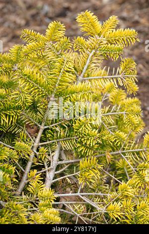 Épandeur doré de sapin caucasien conifère nain Evergreen, épandeur doré Abies nordmanniana, plante d'épandage avec feuillage jaune doré brillant, Banque D'Images