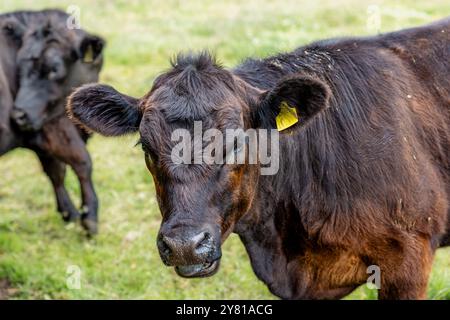 Gros plan d'une vache noire et bronzée avec oreille marquée dans un champ herbeux, accompagnée d'une autre vache. Banque D'Images