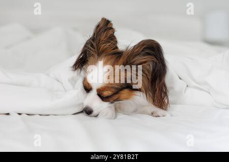 Petit chien papillon mignon dormant sur le lit sous une couverture blanche Banque D'Images