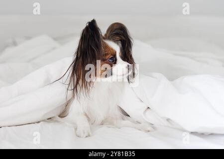 Petit chien papillon mignon sur le lit sous une couverture blanche Banque D'Images