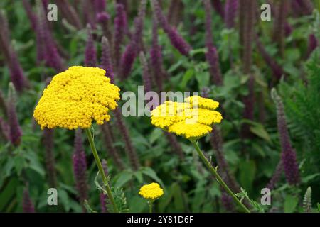 Achillea filipendulina 'Coronation Gold' fleurs. Banque D'Images