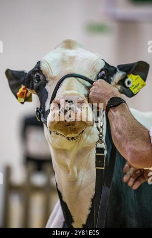 Bath and West Showground, Shepton Mallet, Royaume-Uni, 2 octobre 2024. Gros plan du visage d'une vache aidée par son maître dans le ring du salon laitier annuel. Le salon soutient British Agriculture depuis 40 ans et accueille plus de 6 000 visiteurs. Le salon voit des entreprises locales, nationales et mondiales cherchant à atteindre un public agricole clé. Crédit John Rose/Alamy Live News Banque D'Images
