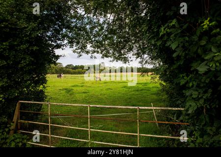 L'emplacement proposé d'une nouvelle sous-station de réseau national à Asserby près de la ville historique d'Alford, Lincolnshire. La sous-station fera partie d'un nouveau réseau de lignes électriques aériennes et souterraines transportant l'électricité du parc éolien offshore le long de la côte est de l'Angleterre. Banque D'Images