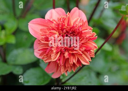 Anémone rose corail et orange Dahlia «Adam’s Choice» en fleur. Banque D'Images