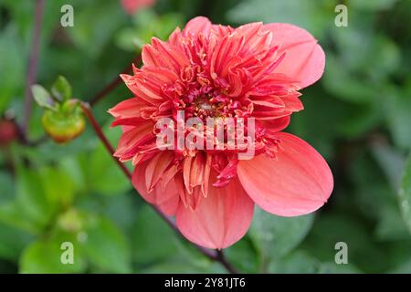 Anémone rose corail et orange Dahlia «Adam’s Choice» en fleur. Banque D'Images