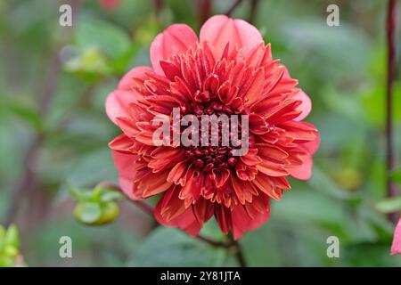 Anémone rose corail et orange Dahlia «Adam’s Choice» en fleur. Banque D'Images