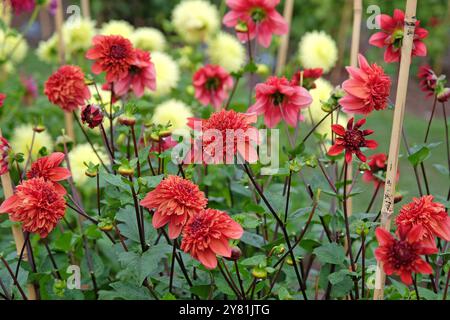 Anémone rose corail et orange Dahlia «Adam’s Choice» en fleur. Banque D'Images