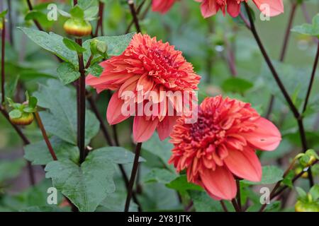 Anémone rose corail et orange Dahlia «Adam’s Choice» en fleur. Banque D'Images