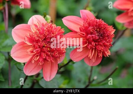 Anémone rose corail et orange Dahlia «Adam’s Choice» en fleur. Banque D'Images