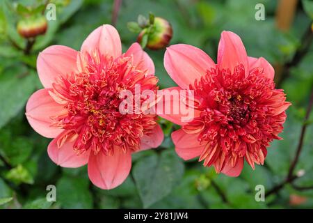 Anémone rose corail et orange Dahlia «Adam’s Choice» en fleur. Banque D'Images