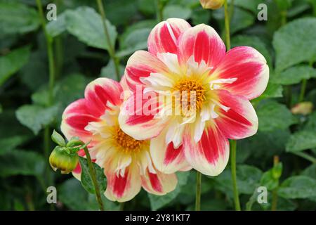 Collarette rouge et jaune Dahlia «Ashpire Fancy» en fleur. Banque D'Images