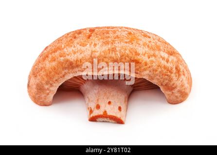 Champignons sauvages crus biologiques à chapeau de lait de safran (Lactarius deliciosus, Rovellons, champignon Niscalos) isolés sur fond blanc. Banque D'Images