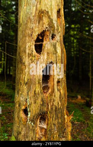 Tronc d'arbre mort avec cavités de pic dans une forêt. Gros plan, faible angle, faible profondeur de champ, personne. Banque D'Images