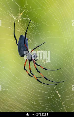 Red-Legged Golden Orb-web Spider - Trichonephila inaurata, belle grande araignée colorée des forêts des îles de l'océan Indien, Maurice. Banque D'Images