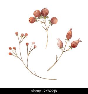 Baies sur une branche aquarelle rose hanches, canneberges. Illustration de Noël isolée sur fond blanc. Clip art d'automne pour la conception de cartes postales Banque D'Images