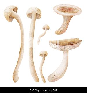 Ensemble aquarelle de champignons, toadstool. Illustrations dessinées à la main d'automne isolées sur fond blanc. Clip art pour la conception de cartes postales, affiches Banque D'Images