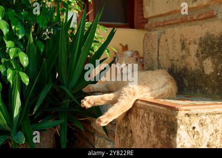 Chat au gingembre se prélassant sur un rebord de pierre ensoleillé à côté de plantes vertes. Banque D'Images