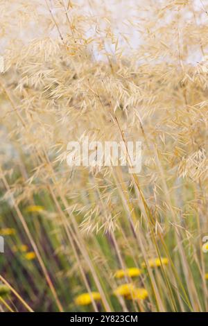 Stipa gigantea dans une frontière. Banque D'Images