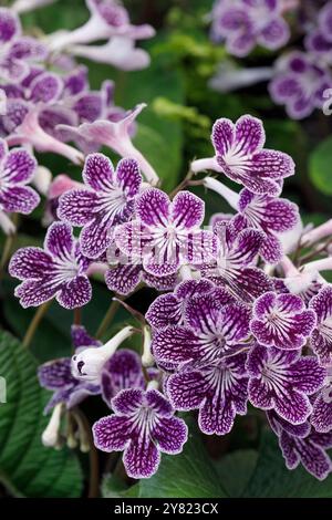 Fleurs de Streptocarpus Polka Dot Purple. Banque D'Images