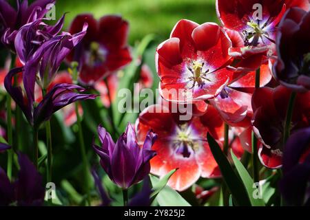 Tulipes au soleil doux jeu de lumière et d'ombre - un jardin en été Banque D'Images