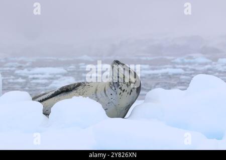 Phoque léopard - Hydrurga leptonyx reposant sur un iceberg à Skontorp Cove, péninsule Antarctique Banque D'Images