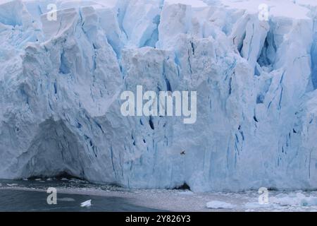 Brown Skua devant un mur de glace à Neko Harbour, Antarctique continental Banque D'Images