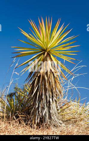 Feuilles pointues de Yucca gloriosa, lys palmiers sur les montagnes de l'Himachal Pradesh, Inde Banque D'Images