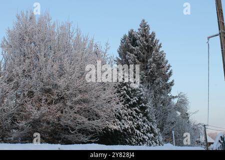 Arbres avec de la neige sur les branches en hiver avec le ciel bleu. La photo était dans le nord de la France Banque D'Images