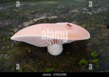 Champignon rare Rhodotus palmatus sur le bois. Connu sous le nom de pêche ridée. Champignon rose sauvage dans la forêt de plaine inondable, la mouche sur le chapeau. Banque D'Images