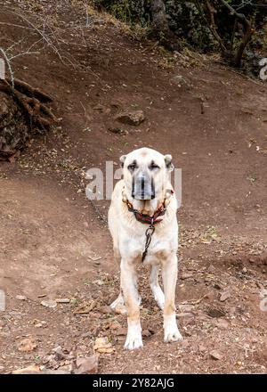 Chien berger anatolien (Sivas Kangal), attaché avec un collier de chaîne autour de son cou et regardant vers l'avant Banque D'Images