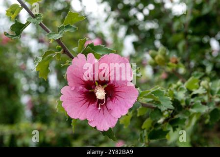 Rose Althea, également connu sous le nom de Rose de Sharon ou Hibiscus syriacus Banque D'Images