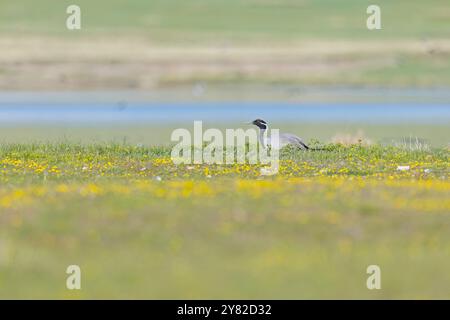 Grue demoiselle adulte (Grus virgo) élevage dans un pré. Banque D'Images