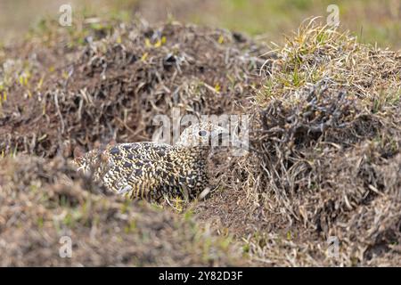 Une femelle ptarmigan de saule (Lagopus lagopus) se cachant sur le sol. Banque D'Images