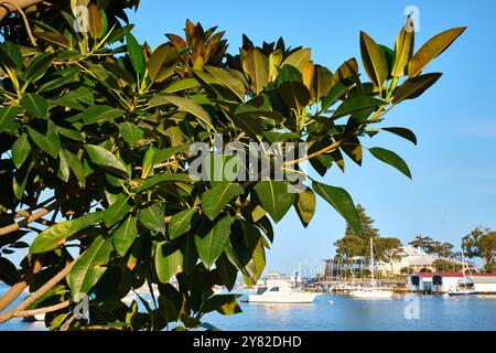 Les grandes feuilles d'un figuier de Moreton Bay, Ficus macrophylla, avec Freshwater Bay Yacht Club en arrière-plan, Perth, Australie occidentale. Banque D'Images