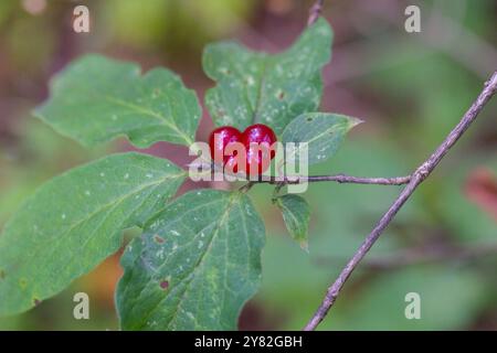 Branche de chèvrefeuille festive avec baies rouges Lonicera xylosteum gros plan Banque D'Images