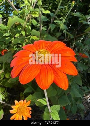 Un tournesol mexicain orange. Banque D'Images