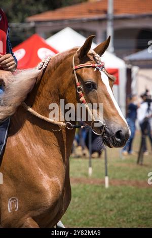 Un cheval brun avec une tente rouge et blanche en arrière-plan. Le cheval porte une bride et est monté par une personne Banque D'Images