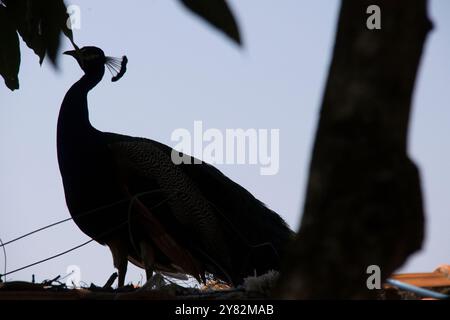 Un oiseau noir et blanc avec une longue queue est perché sur une branche d'arbre. L'oiseau regarde quelque chose au sol Banque D'Images