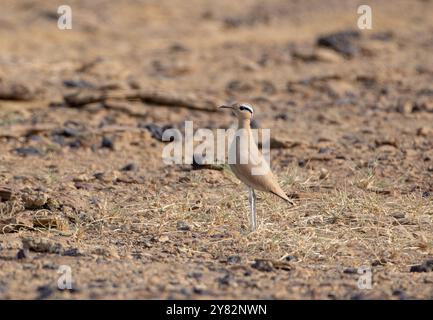 Coursier de couleur crème (Cursorius cursor) dans le parc national du désert au Rajasthan, en Inde Banque D'Images