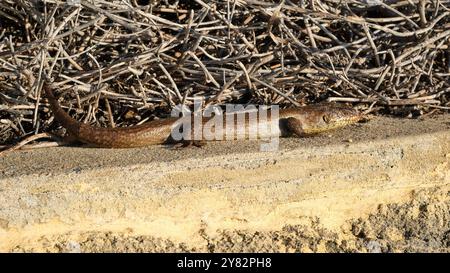 Un Skink du roi, Egernia kingii, s'imprégnant de la dernière lumière du soleil de la journée sur un mur de calcaire à Mettams Pool, Perth, Australie occidentale. Banque D'Images